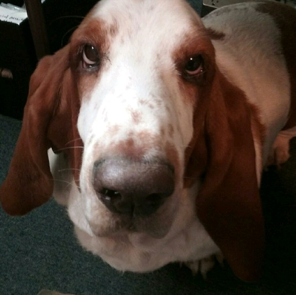 Profile Picture of Lizzy Rudge (@erudge) on Poshmark