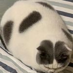 Profile Picture of Rudy sie nie dostał (@zuzuzyzuaia.pv) on Instagram