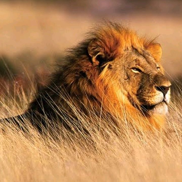 Profile Picture of JOSHUA_K.N (@joshua_k.n) on Tiktok