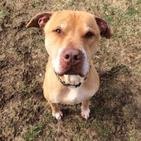 Dawn Buffone - Pinterest Profile Picture of Dawn Buffone (@0bdshvgw7mbijw9) on Pinterest