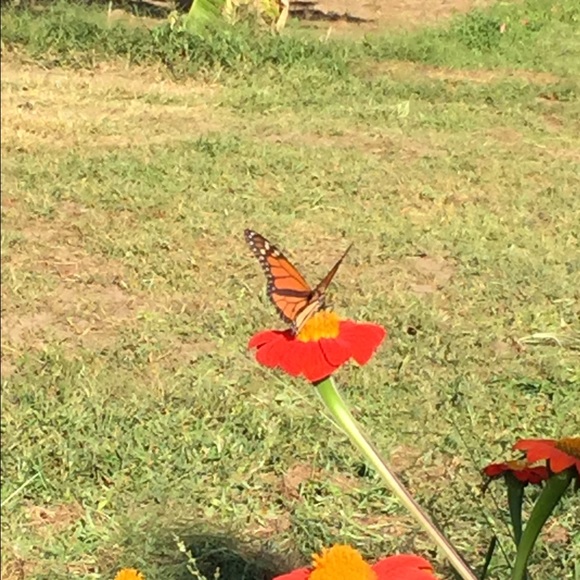 Profile Picture of Deborah Rochkind (@dmrochknd) on Poshmark