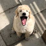 Profile Picture of Caesar (@caesar_thewhitepoodle) on Instagram