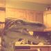 Profile Picture of Phillis Trex (@phillis.trex) on Facebook