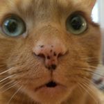 Profile Picture of Laurie Matthias (@laurie.matthias) on Instagram