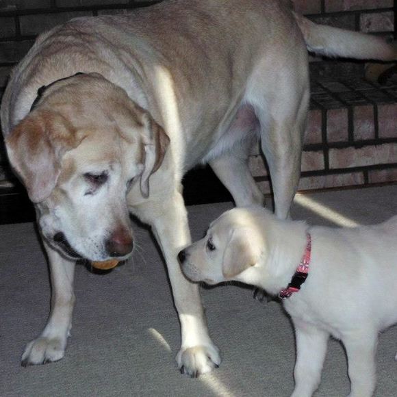 Nicolette Pesavento - Poshmark Profile Picture of Nicolette Pesavento (@lablover2949) on Poshmark