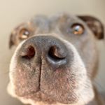 🐾Gypsy, Archer and Matilda🐾 - Instagram Profile Picture of 🐾Gypsy, Archer and Matilda🐾 (@gypsys.gang) on Instagram