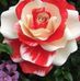 Profile Picture of Smitha Raju (@smitha.raju.524) on Facebook