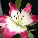 Profile Picture of Ginny ONeal (@ginny3670) on Pinterest