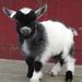 Profile Picture of Jennifer Johnson-Leonard (@tjleonard1) on Pinterest