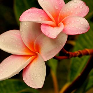 Profile Picture of Flawers Page (@flawers.page) on Facebook