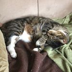 Profile Picture of Jake C (@animal_house__) on Instagram