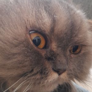 Profile Picture of Jacob Grech (@jacob.grech) on Tiktok