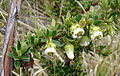 Profile Picture of Escallonia myrtilloideson Wikipedia