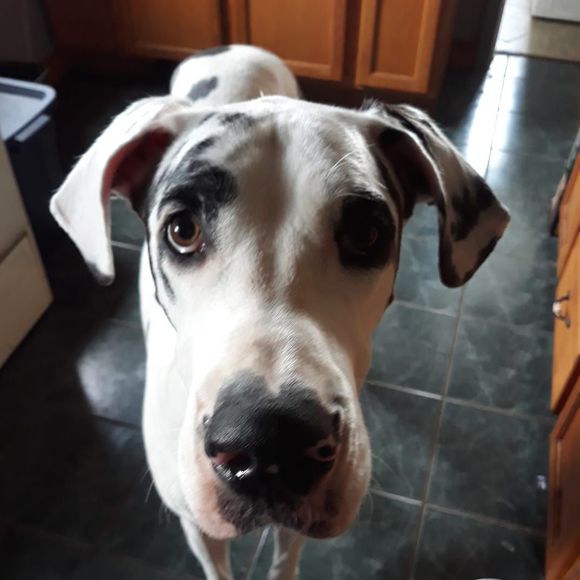 Profile Picture of Lynette Penning (@lynettepenning) on Poshmark