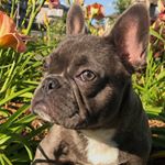 Profile Picture of Alex (@alex_cardillo) on Instagram