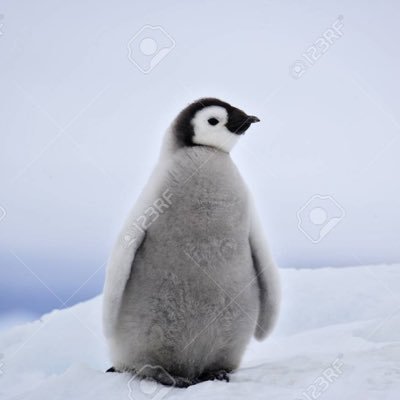 Profile Picture of Leo Bird (@LeoBird45554754) on Twitter