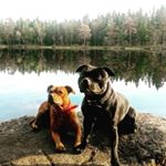 Profile Picture of Robert Holmberg (@buddha8009) on Instagram