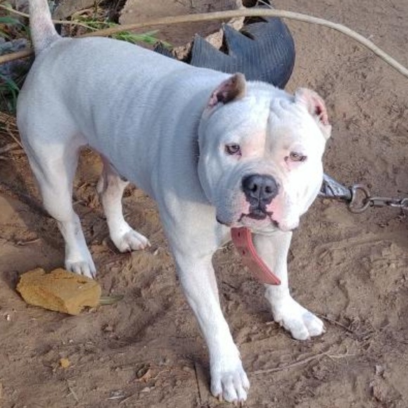 Profile Picture of Leeanna Bendall (@baldnleeann2016) on Poshmark