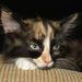 Profile Picture of Robert Heger (@nightbringer7) on Pinterest