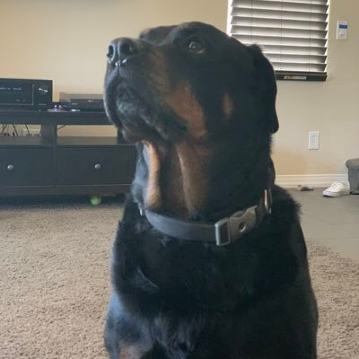 Profile Picture of Brian Ellison (@@BDOGHP) on Twitter