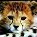 Profile Picture of Vladimir Kantorovich (@vladimir.kantorovich.7) on Facebook