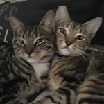Profile Picture of Zig, Zu, Max, Robin (@maplestreethoodkitties) on Instagram