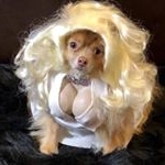 Profile Picture of chuckurselfinthebin (@chuckurselfinthebin) on Instagram