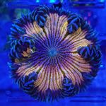 Profile Picture of Simon Ngo (@rifts2reefs) on Instagram