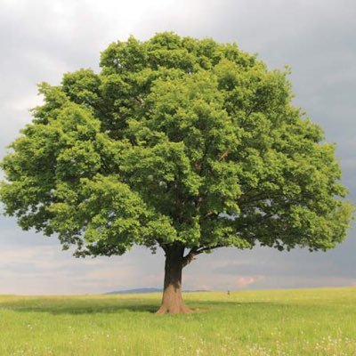 Profile Picture of Michael Oakman (@FantasyOak) on Twitter