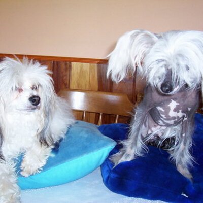 Profile Picture of Lynette Holmeson Twitter