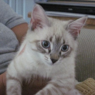 Profile Picture of Pat Connelly (@Farrah1048) on Twitter
