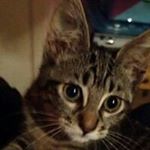 Profile Picture of Simone Mimi Andrews (@simone_andrewsoutlook.com_) on Instagram