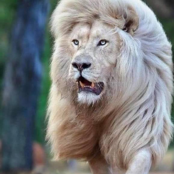 Profile Picture of Younes Rached (@younes71) on Poshmark