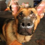 Profile Picture of Raymond Remington Reeder (@remingtonthedoge) on Instagram