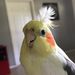 Profile Picture of Emariah Scott (@limabeanemariah2885) on Pinterest