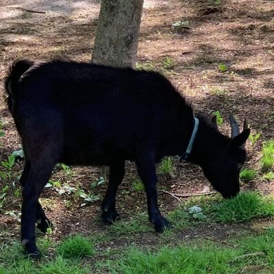 Profile Picture of Andrew Higdon Sr (@higdon_sr) on Twitter