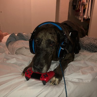 Profile Picture of Zach Heckman/IcarusPlayz (@IcarusPlayz) on Twitter