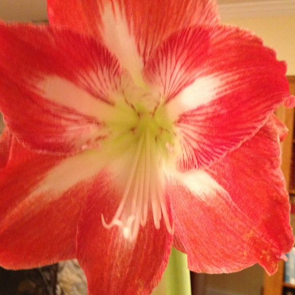 Profile Picture of Susan Webbert (@swebbert) on Poshmark