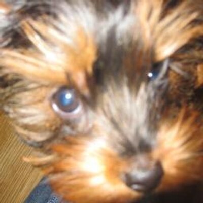 Profile Picture of Diane Buffa (@f0xy88) on Twitter