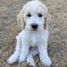 Profile Picture of Tyler Willmann (@tylerwillmannsc) on Pinterest