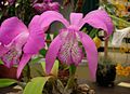 Profile Picture of Laelia speciosaon Wikipedia