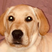 Profile Picture of Alain Olivier (@alainolivier638) on Youtube