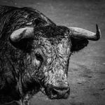 Profile Picture of Bego D. Fotografía Taurina (@begodelgadofotografiataurina) on Instagram