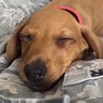 Hank Milo Collins  Profile Picture of Hank Milo Collins