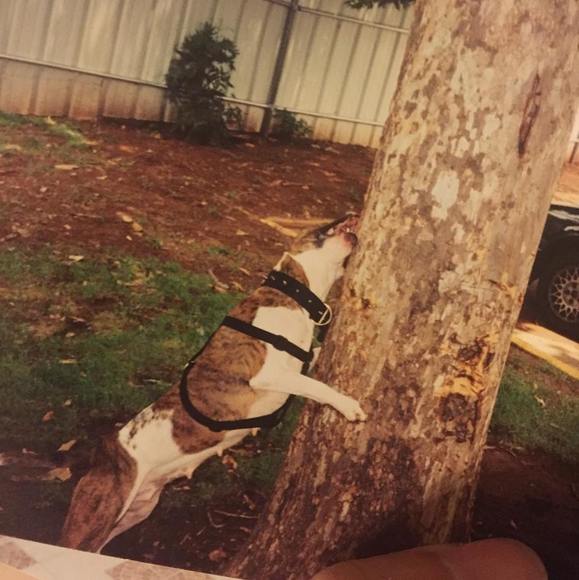 Tazlino Local jiggaloe - Poshmark Profile Picture of Tazlino Local jiggaloe (@garrnuts132) on Poshmark