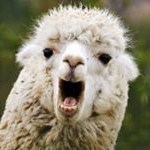 Profile Picture of Alexander Noel (@longg_llama) on Instagram