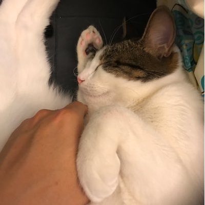 Profile Picture of Tiger (@TigerLuyangLiu) on Twitter