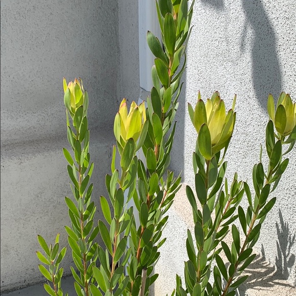 Profile Picture of Carolyn Barelli (@cbarelli) on Poshmark