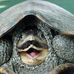 Profile Picture of Herbert Turtle (@herbert.turtle) on Facebook