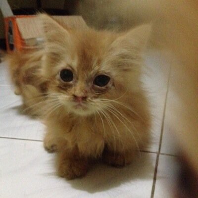Profile Picture of YE Haryono (@Joe2yeh) on Twitter